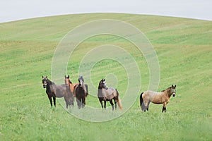 Horse herd in green field in summer