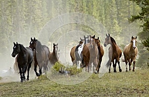 Horse Herd on Hill