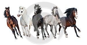 Horse herd isolated