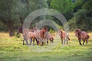 Horse herd on meadow