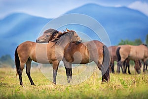 Horse herd in mountain