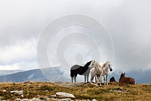 Horse herd on the moutain pasture