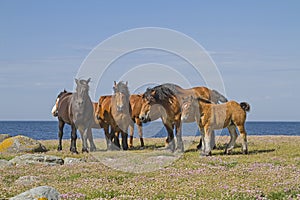 Horse herd in the nature reserve Morups Tange