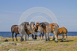 Horse herd in the nature reserve Morups Tange