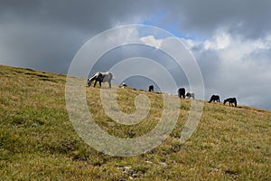 Horse herd on pasture high on a mountain plateau