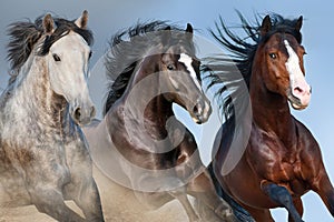 Horse herd portrait