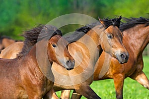 Horse herd portrait