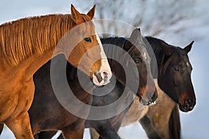 Horse herd portrait at winter day