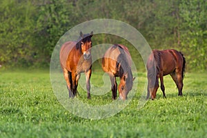 Horse herd rest and grazing