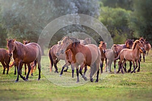 Horse herd run