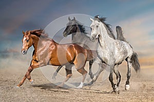 Horse herd run