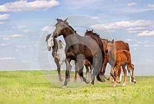 Horse herd run