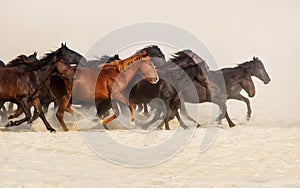 Horse herd run