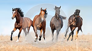 Horse herd run