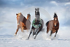 Horse herd run with christmas wreath