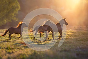 Horse herd run at dawn light