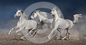 Horse herd run in desert