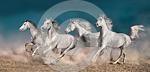 Horse herd run in desert