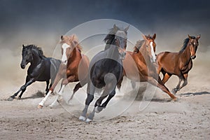 Horse herd run in desert sand