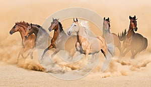 Horse herd