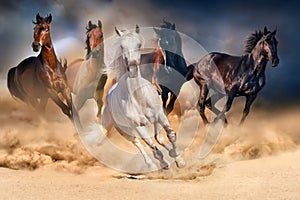 Koně stádo běží v pouštní písečné bouře proti dramatické obloze.