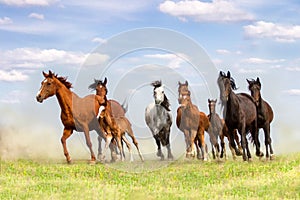 Horse herd run in dust