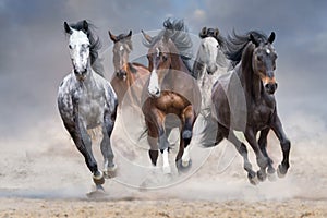 Horse herd run free