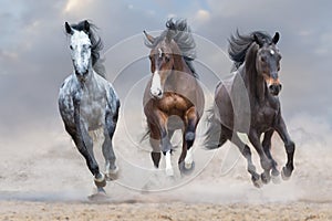 Horse herd run free