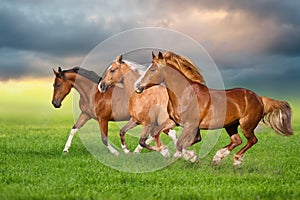 Horse herd run gallop