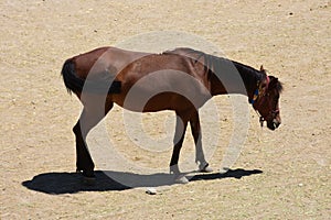 Horse herd run. Gallop, forward