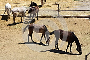 Horse herd run. Gallop, forward