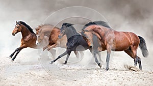 Horse herd run gallop