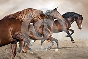 Horse herd  run photo