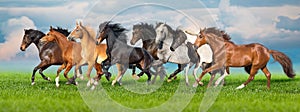 Horse herd run on green pasture