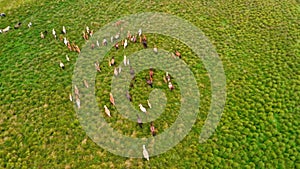 Horse herd run on pasture, aerial view