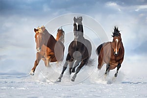 Horse herd run in snow