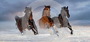 Horse herd run in snow