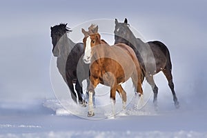 Horse herd run in snow
