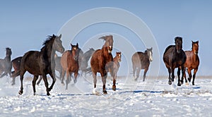 Horse herd run