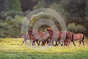 Horse herd free run