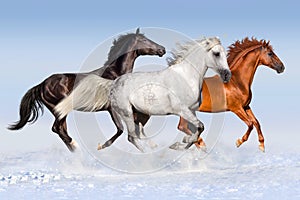 Horse herd run in winter