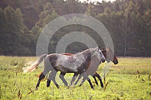 Horse herd running free on pasture