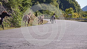 Horse herd running on mountain road