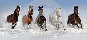 Horse herd in snow