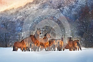 Horse herd in snow