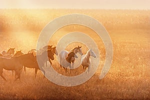 Horse herd in sunlight