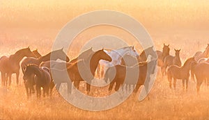 Horse herd sunrise