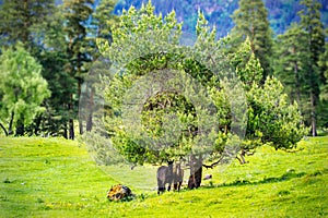 Horse hide under a tree from the rain