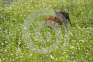 Horse hiding in tall grass photo