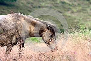 A horse between the high flowering grass